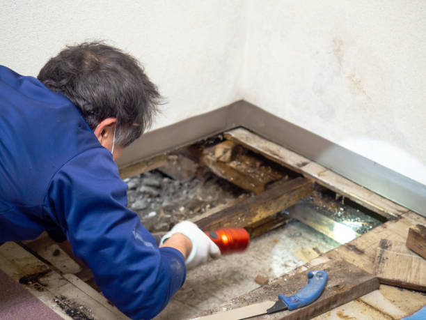 Best Mold Removal Company Near Me  in Detroit Beach, MI