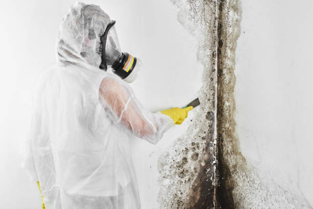 Best Black Mold Removal  in Detroit Beach, MI