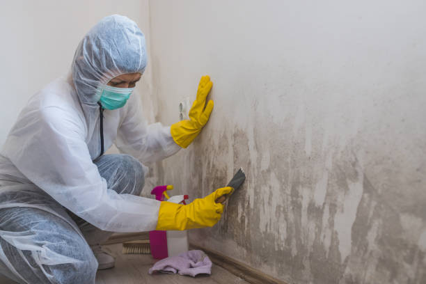 Professional Mold Removal in Detroit Beach, MI