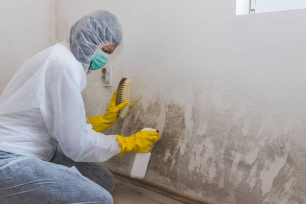 Best Crawl Space Mold Removal  in Detroit Beach, MI