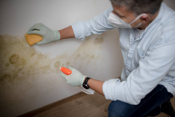 Best Mold Damage Repair  in Detroit Beach, MI