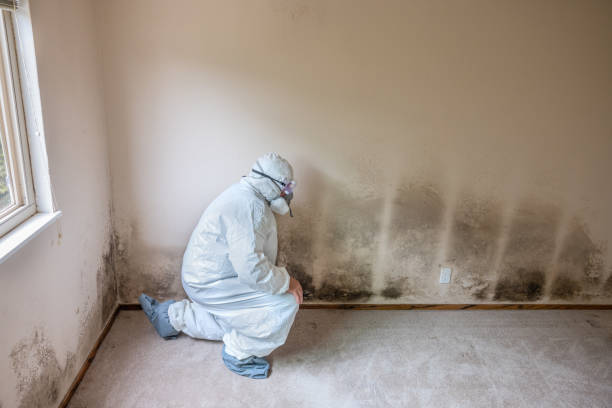 Best Mold Cleaning Services  in Detroit Beach, MI
